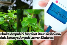 Terbukti Ampuh! 8 Manfaat Daun Sirih Cina, Salah Satunya Ampuh Lawan Diabetes, ini Cara Konsumsinya.. 