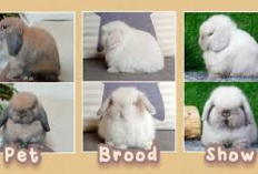 Info Rabbit, Perbedaan Kelinci Holland Lop Kualitas Pet, Brood dan Show, Bunny Lovers Awas Tertipu! Cek Disini