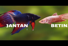  Kamu Harus Tau Nih! Perbedaan Antara Ikan Cupang Jantan dan Betina untuk Pemula 100 Persen Gak Akan Salah