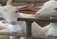 Waspada! Ini Tips dan Langkah Awal Merawat Anak Kambing Perah Agar Terhindar dari Penyakit