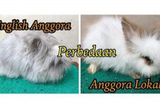 Info Rabbit, 5 Perbedaan Kelinci EA dan Anggora Lokal yang Jarang Diketahui, Bunny Lovers Awas Keliru!