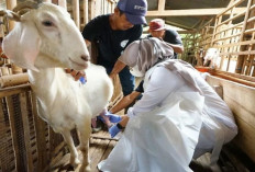 Peternak Wajib Tau! 7 Cara Ternak Kambing Perah agar Untung Tiap Bulan, Berikut Tipsnya, Cek Disini