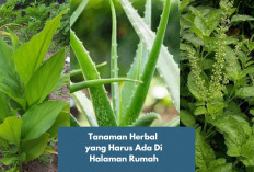 Wajib Tau! Ini 7 Tanaman Herbal yang Harus Ada di Halaman Rumah, Ternyata Bermanfaat Banget Lho…