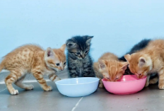 6 Rekomendasi Makanan Untuk Baby Kitten Usia 1 Tahun, Nomor 1 Khusus Kucing Ras Persia!