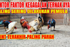 Kamu Harus Tau Nih! 6 Faktor Penyebab Gagal dalam Usaha Ayam Kampung, No 4 Fatal Banget
