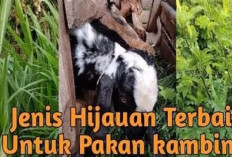 4 Jenis Hijauan Terbaik Rekomendasi Bagi Peternak untuk Pakan Kambing, No 1 Paling Mudah di Dapat!