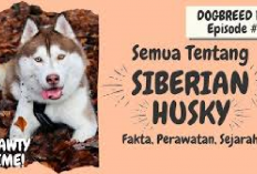 10 Fakta Menarik Tentang Anjing Siberian Husky yang Jarang Diketahui, Apa Aja Ya? Cekidot!