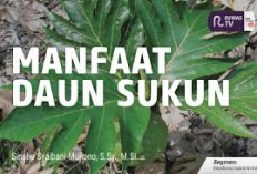 Gak Nyangka! Ini 6 Manfaat Daun Sukun untuk Pakan Kambing, Apa Aja Ya? Cek Selengkapnya Disini...