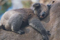 Tahukah Kamu Hewan Termalas di Dunia? Yuk Simak 7 Fakta Tentang Koala yang Dikenal Suka Tidur