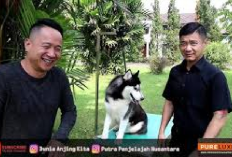 Ide Bisnis, Cara Memulai Usaha Ternak Anjing Husky yang Menguntungkan, Cuan Ratusan Juta, Tertarik Mencoba?