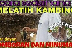 6 Cara Melatih Agar Kambing Doyan Comboran dan Minum, Peternak Wajib Praktekin Nih Jamin Manjur!