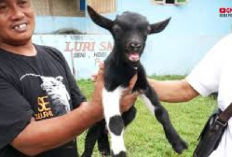 Wow! Harga Kambing Mungil Jenis Pygmy Mencapai Rp20 Juta Sepasang, Berikut Cara Merawatnya...