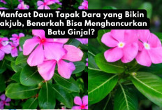 Manfaat Daun Tapak Dara yang Bikin Takjub, Benarkah Bisa Menghancurkan Batu Ginjal?