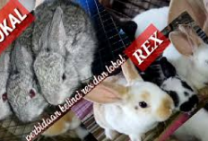 Info Rabbit, Perbedaan Kelinci Rex dan Lokal yang Perlu Bunny Lovers Ketahui, Tips Ternak Bagi Pemula Cekidot!