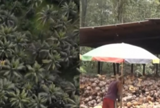 Pemkab Halmahera Utara Dorong Hilirisasi Kelapa! Langkah Strategis Menuju Industri Berkelanjutan