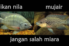 Jangan Sampai Salah! Ini Perbedaan Antara Ikan Nila dan Ikan Mujair yang Perlu Kamu Ketahui, No 5 Bikin Paham