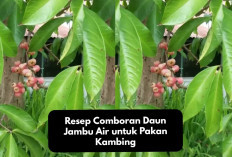 Rekomendasi Resep Comboran Daun Jambu Air untuk Pakan Kambing, Tips Alternatif Bagi Peternak Milenial