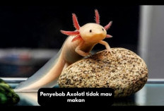 Owner Jangan Khawatir, Kenali 5 Penyebab Axolotl Tidak Mau Makan dan Cara Mengatasinya