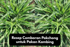 Resep Comboran Pakchong untuk Pakan Kambing, Solusi Alternatif Bagi Peternak Pemula, Berikut Tips Meraciknya!