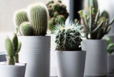 3 Rekomendasi Tanaman Hias di Pot Kecil yang Cantik dan Mudah Dirawat, Apa Saja? 
