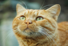 4 Alasan Kenapa Kucing Oren Memiliki Keberanian yang Lebih Dibanding Warna Lainnya, Simak Penjelasannya!
