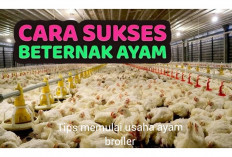 Info Bisnis, Tips Memulai Usaha Ayam Broiler Skala Rumah, Cuan Jutaan 1 Kali Panen!