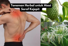 Tanaman Herbal untuk Atasi Saraf Kejepit: Cara Alami yang Gampang dan Ampuh!  