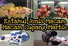 Info Ternak, Yuk Kenalan Dengan Keanekaragaman Jenis Ikan Cupang Marble Pesona Dalam Akuarium
