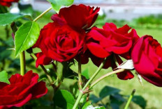 Dapet Bunga dari Pacar Tapi Bingung Perawatannya? Berikut 10 Cara Merawat Bunga Mawar!
