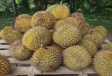 Inna Lillahi Wa Inna Ilaihi Raji'un! Viral Pria di Banyumas Meninggal Usai Habiskan 5 Buah Durian, Kok Bisa?