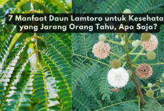 7 Manfaat Daun Lamtoro untuk Kesehatan yang Jarang Orang Tahu, Apa Saja?