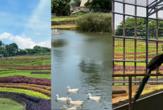 Rekomendasi Taman Bunga Gratis di Puncak Cisarua Bogor, Spot Hidden Gem yang Wajib Dikunjungi!