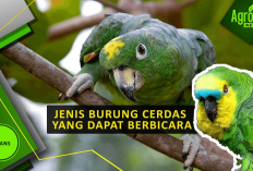 MaasyaAllah! Burung Ini Tiru Suara Manusia, Ternyata Ini 5 Keajaiban yang Bikin Mereka Bisa Ngomong