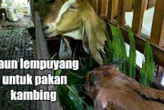 Gak Nyangka! Ini Manfaat Daun Lempuyang Sebagai Pakan Hijauan Kambing, Solusi Alternatif Menekan Biaya Ternak