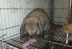 Info Ternak, Bunny Lovers Waspada 7 Faktor Penyebab Kelinci Jadi Kanibal, Apa Aja Ya? No 2 Paling Bahaya!