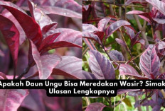 Apakah Daun Ungu Bisa Meredakan Wasir? Simak Ulasan Lengkapnya