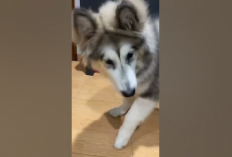 Owner Waspada Kenali Faktor Penyebab Anjing Siberian Husky Sakit, Apa Aja Ya Ciri-Cirinya Cekidot!