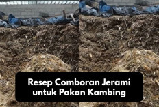 Info Ternak, Resep Comboran Jerami untuk Pakan Kambing, Tips Alternatif Penggemukan Hewan Ternak