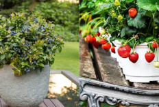 Nggak Perlu Lahan Luas! 3 Tanaman Buah Mini Ini Bisa Panen di Teras Kecil