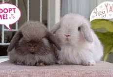 Info Rabbit, 6 Ciri-Ciri Kelinci Holland Lop Asli, Bunny Lovers Awas Jangan Sampai Beli Hasil Silangan KW!