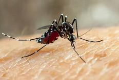 Mengapa Nyamuk Chikungunya Berbahaya? Baca Penjelasan Detailnya