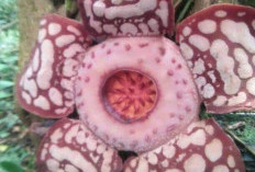 Langka!  Bunga Rafflesia Hasseltii Berkilau di Rejang Lebong, ini Keindahannya..