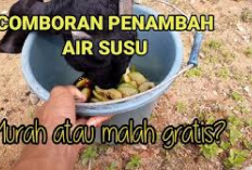 Resep Comboran Penambah Air Susu untuk Kambing Indukan, Jamin Bikin Melimpah! Peternak Wajib Coba, Cek Sini