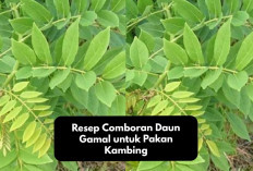 Info Ternak, Resep Comboran Daun Gamal untuk Pakan Kambing, Tips Alternatif Mengolah Makan Peternakan