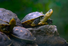 Berikut Berbagai Macam Jenis Kura-kura, Mulai dari Hidup di Darat Maupun di Air, Simak Disini!