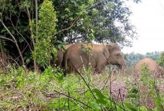 Gajah Liar Berulah Lagi, Kembali Masuk Kawasan Pemukiman Warga