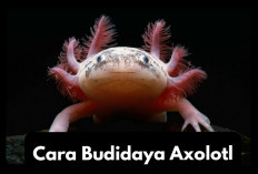 Owner Tertarik Untuk Usaha Budidaya Axolotl? Berikut Tips Cara Memulainya Jamin Pasti Berhasil 100 Persen
