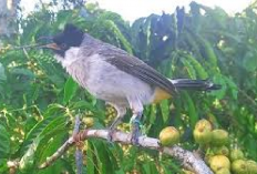 Bird Lovers, Cara Melatih Burung Kutilang Agar Gacor Berkicau dan Rekomendasi Makanan Biar Sering Berbunyi