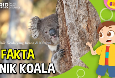 7 Fakta Unik Dari Koala Selain Jadi Kang Tidur yang Jarang di Ketahui, Apa Tuh?