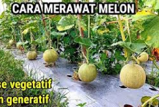 6 Cara Merawat Melon Agar Cepat Berbuah, No 5 Penting Banget Kenapa? Cek Disini...